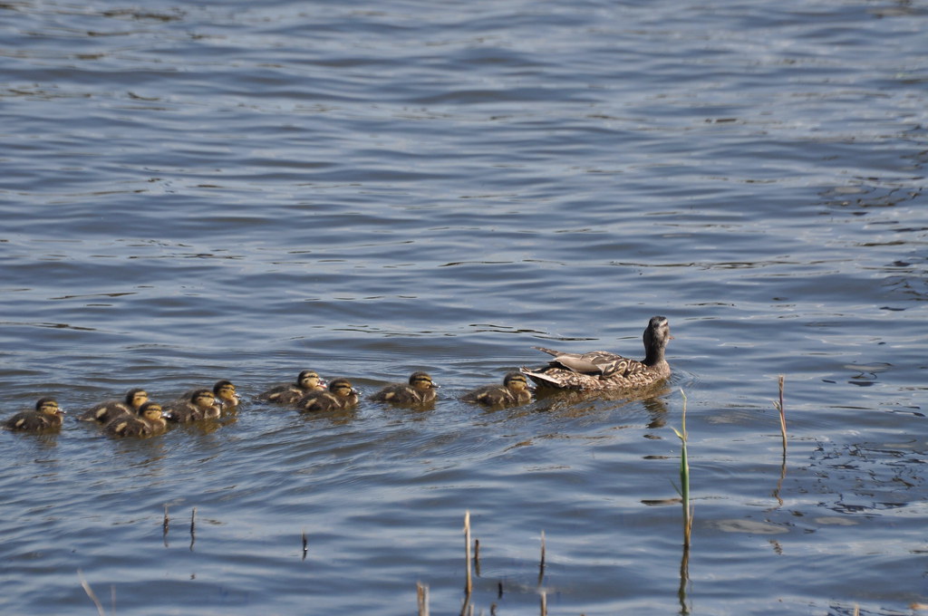 Obóz Rekreacyjno-Sportowy