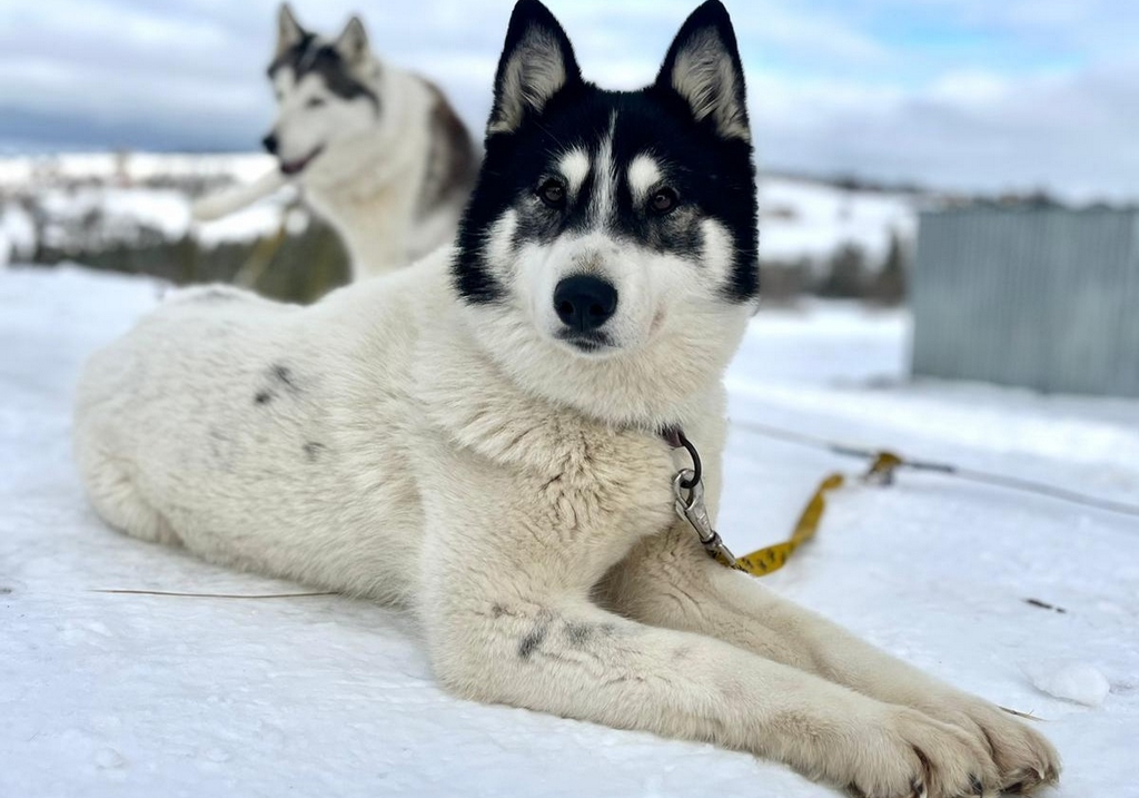25.01 - 31.01. 2026 Obóz zimowy z psami zaprzęgowymi - Ząb